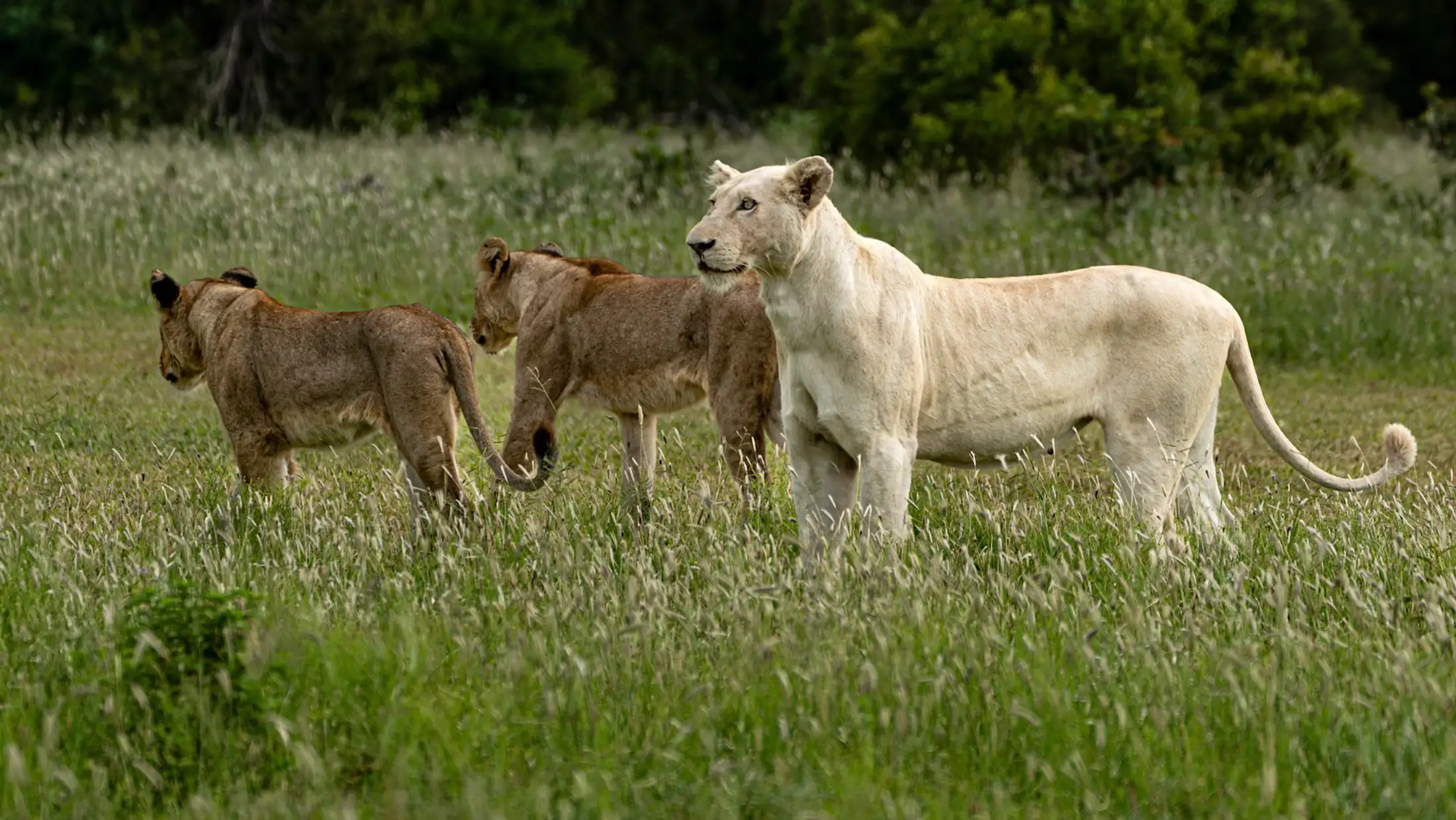 A white lion with 2 normal lions in Kruger National Park