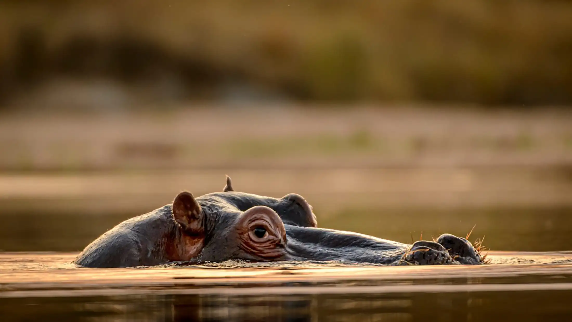 A hippo barely peeks from a water surface