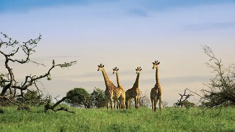 Four giraffes near &Beyond Phinda Mountain Lodge