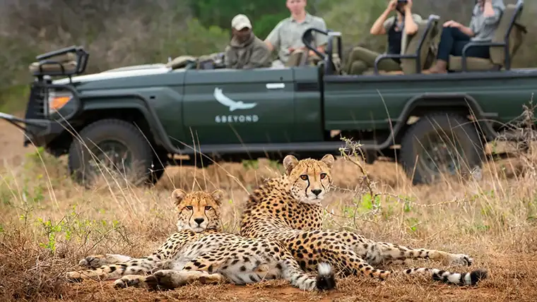 A safari jeep stops next to lounging cheetahs at &Beyond Phinda Mountain Lodge
