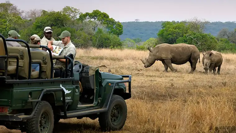A safari jeep with rhinos at &Beyond Phinda Mountain Lodge