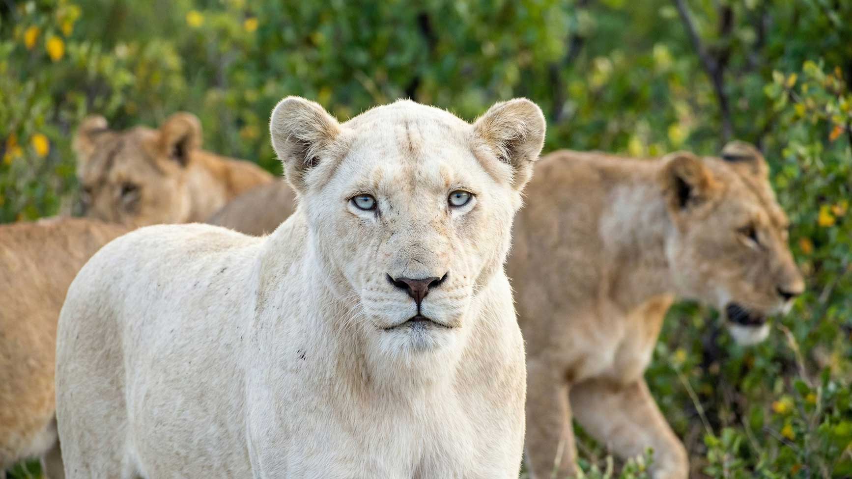 A white lioness stands with two tan lions behind