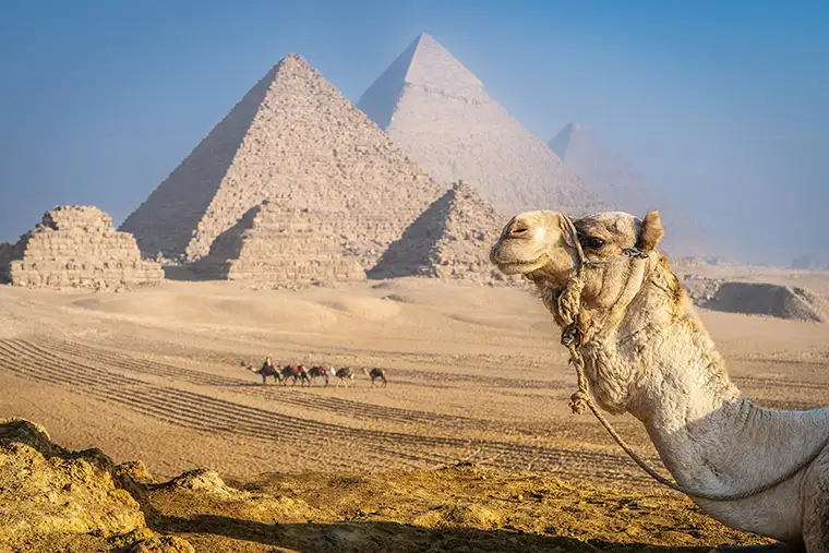 A camel in front of the Giza Pyramids