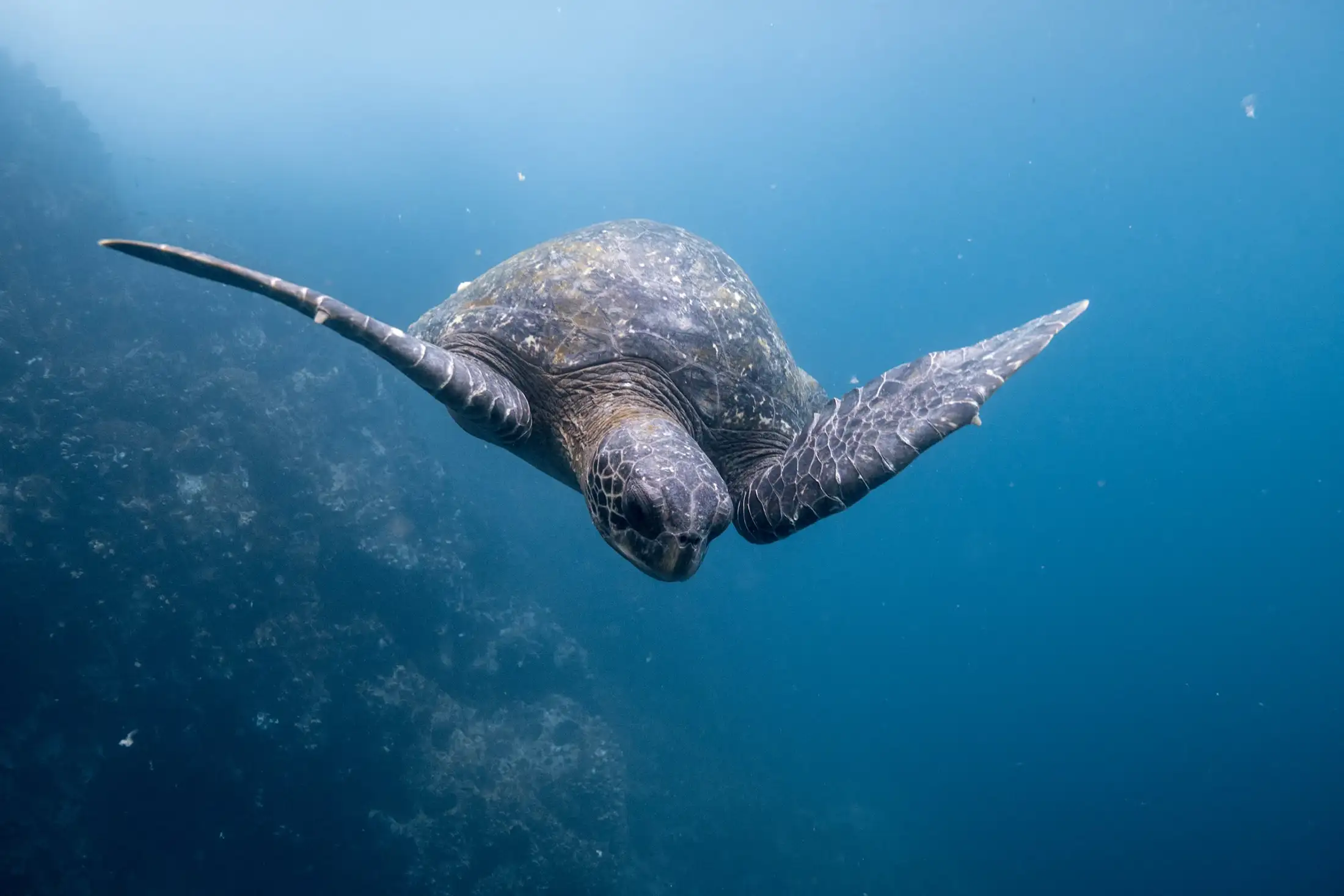 A sea turtle dives down in blue water