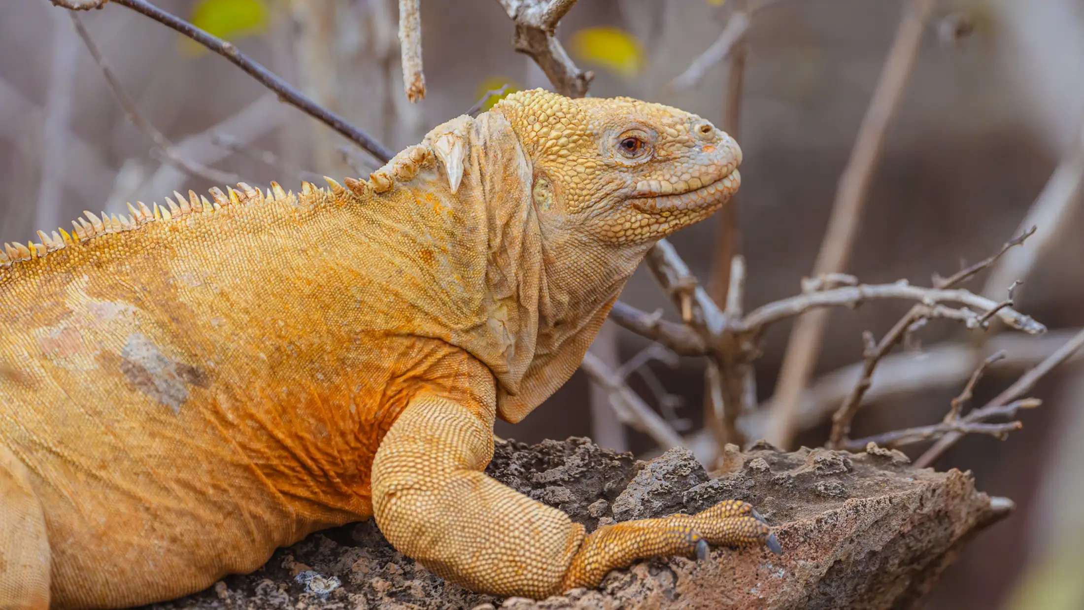 A Sante Fe land iguana