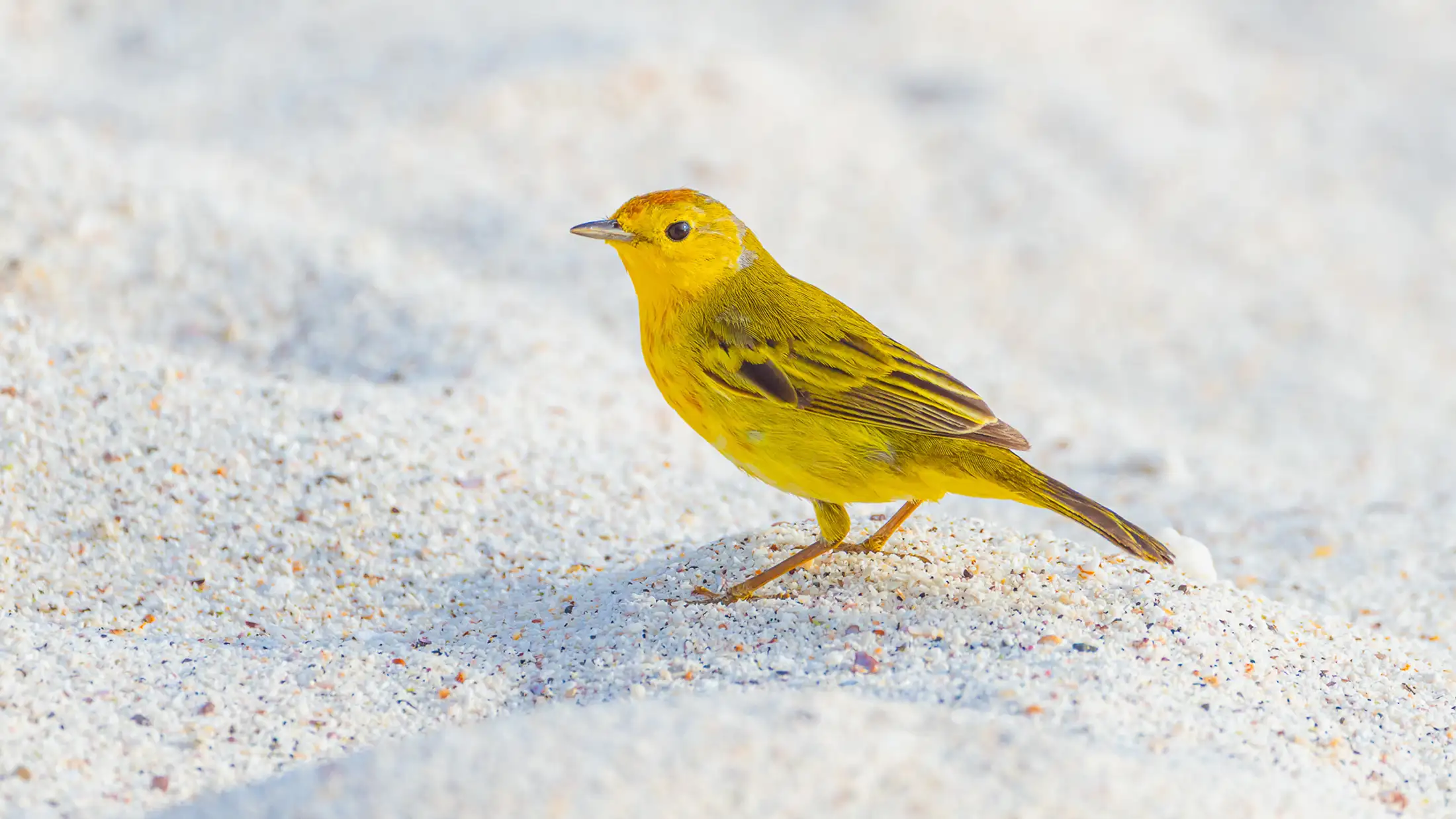 A yellow finch on sand in Mosquera