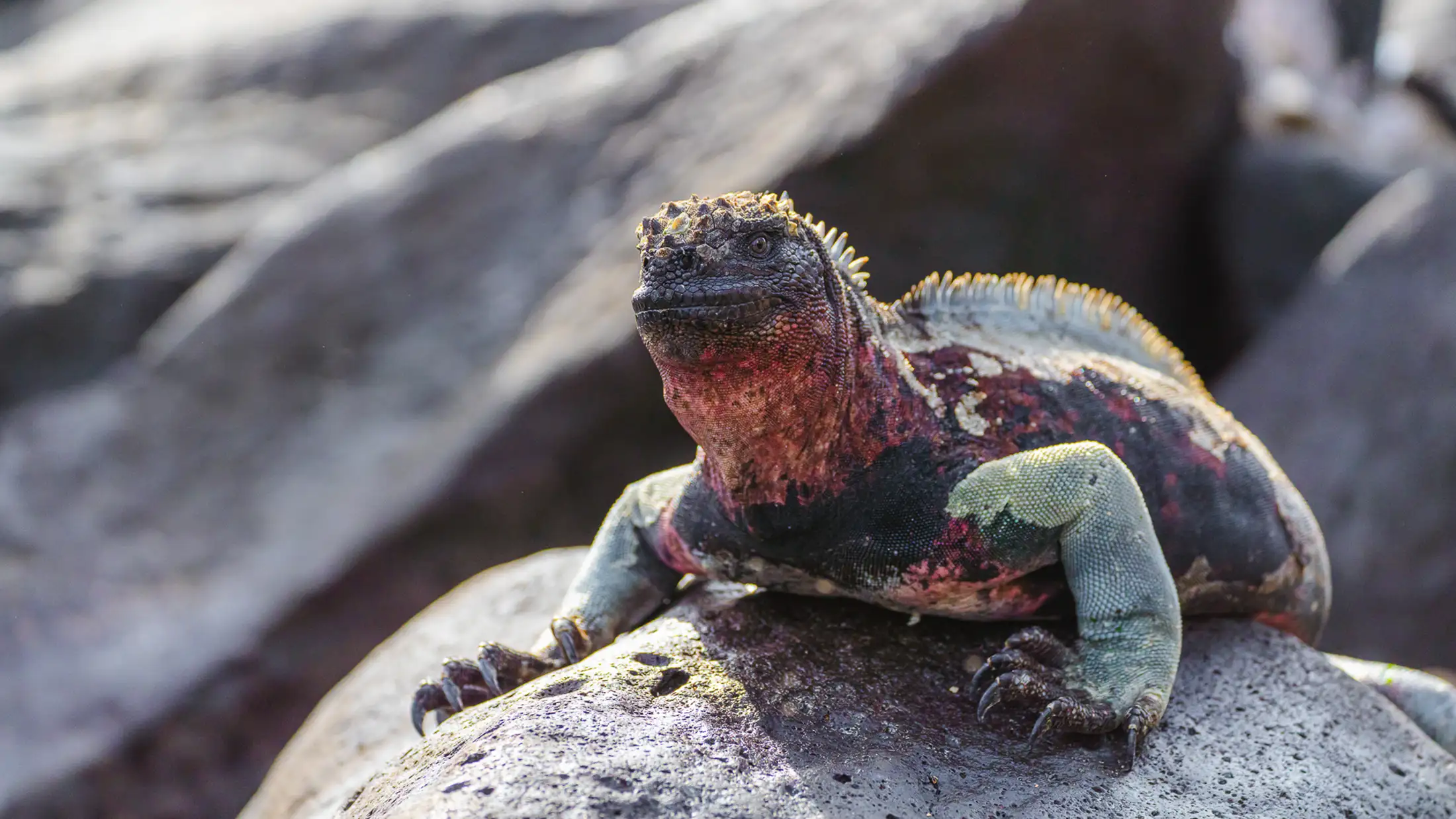 An Espanola iguana in Galapagos