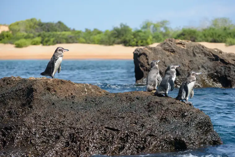 Galápagos penguin on volcanic rock