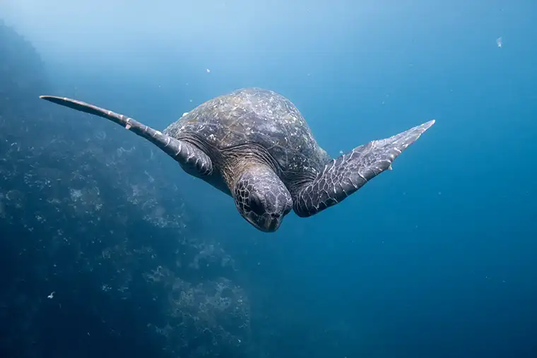 Galápagos sea turtle swimming