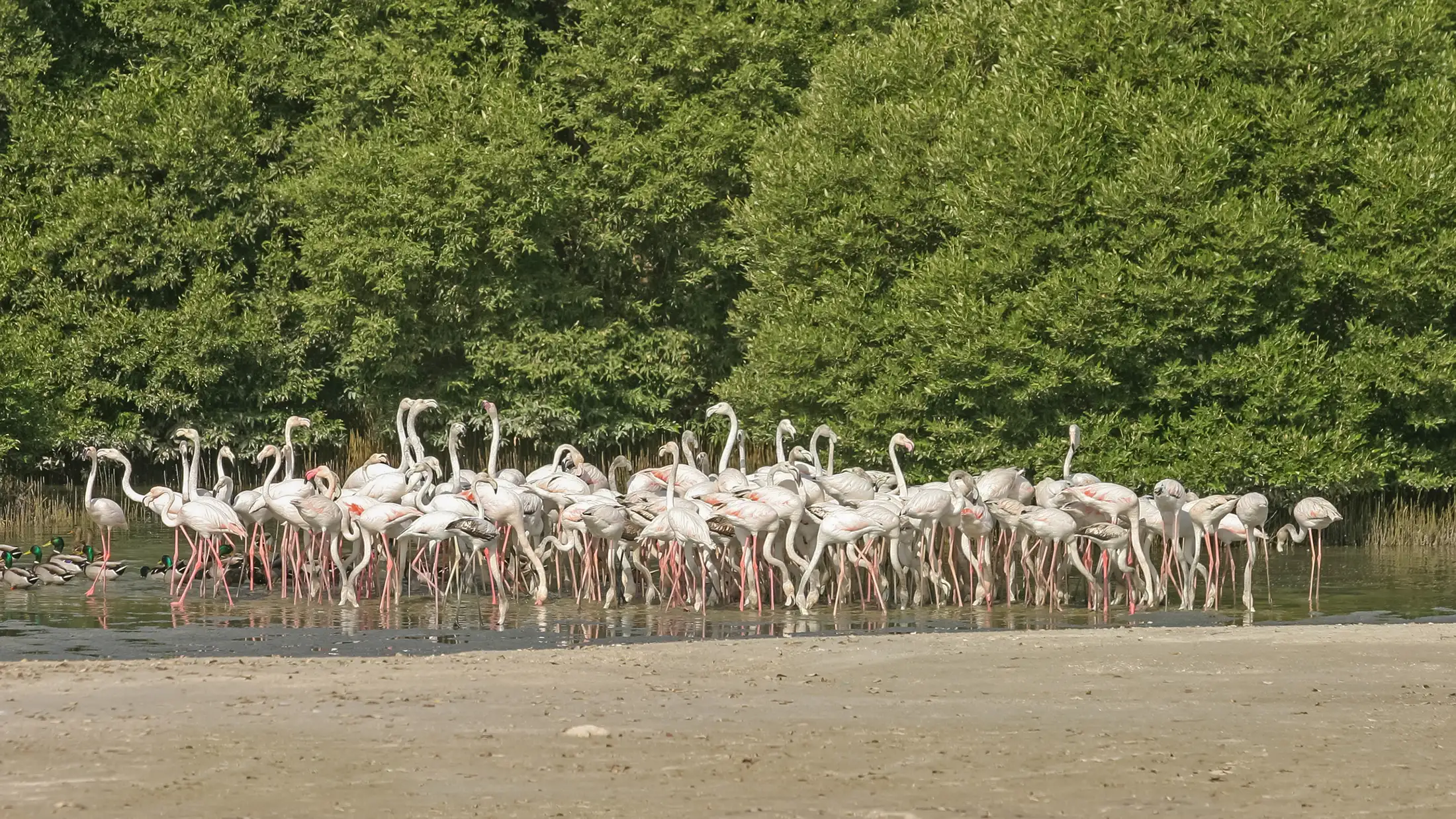 Flamingos gather in the mangroves of the UAE