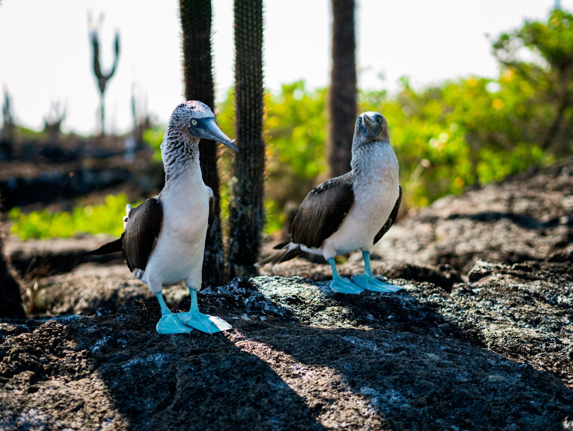 Blue-footed boobies in the Galapagos