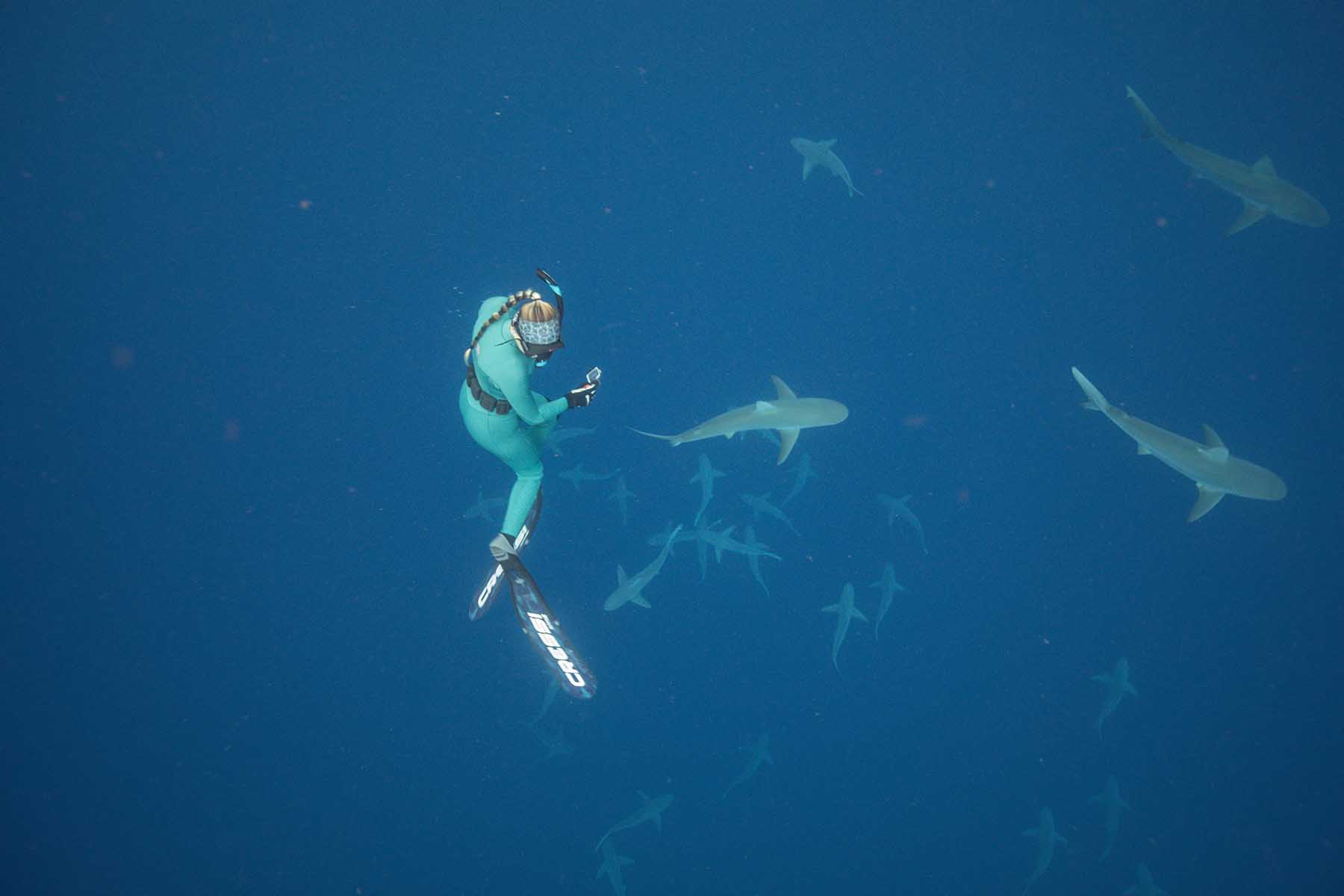 A diver swims with sharks