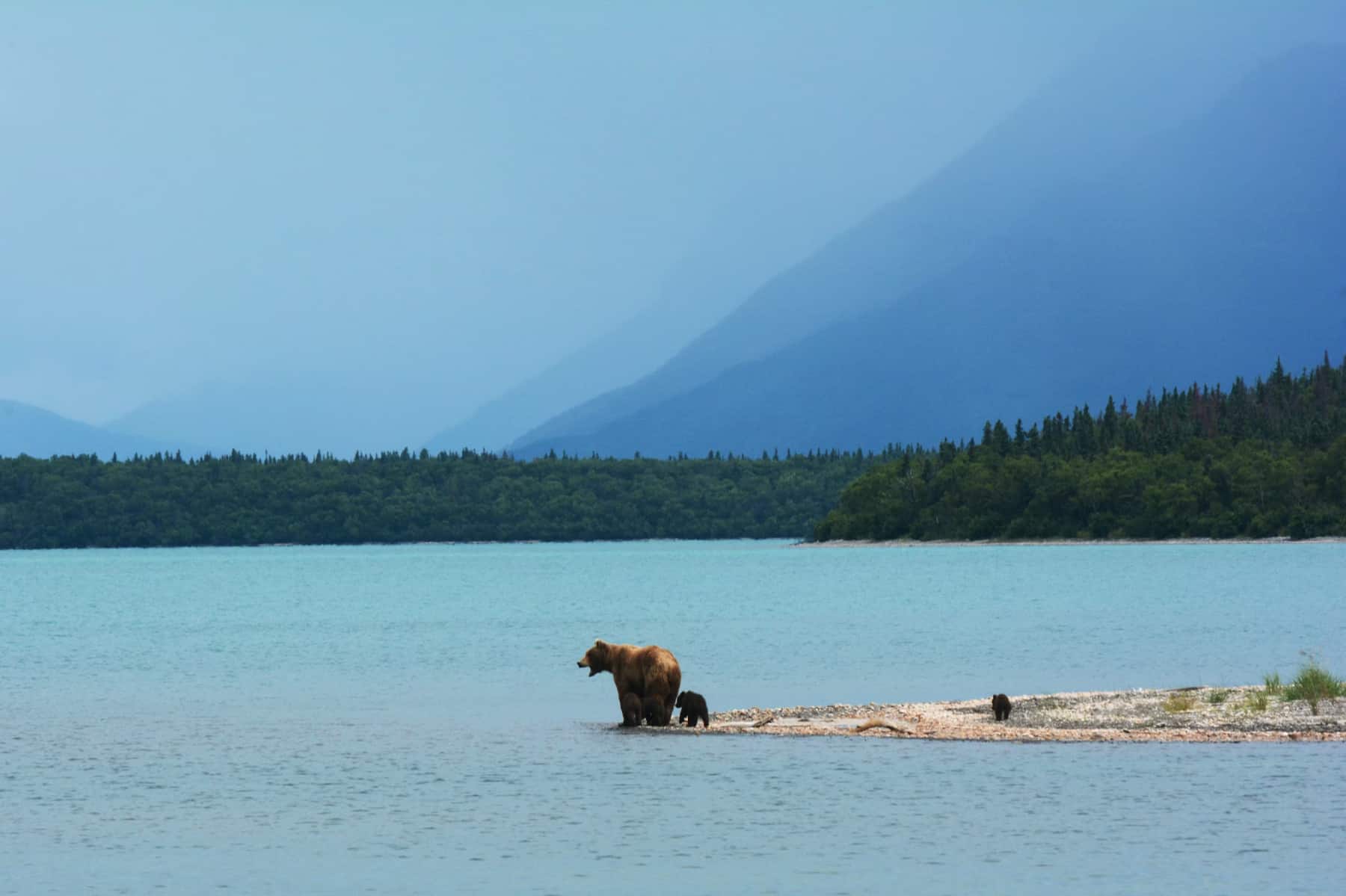 A bear in a lake in Alaska
