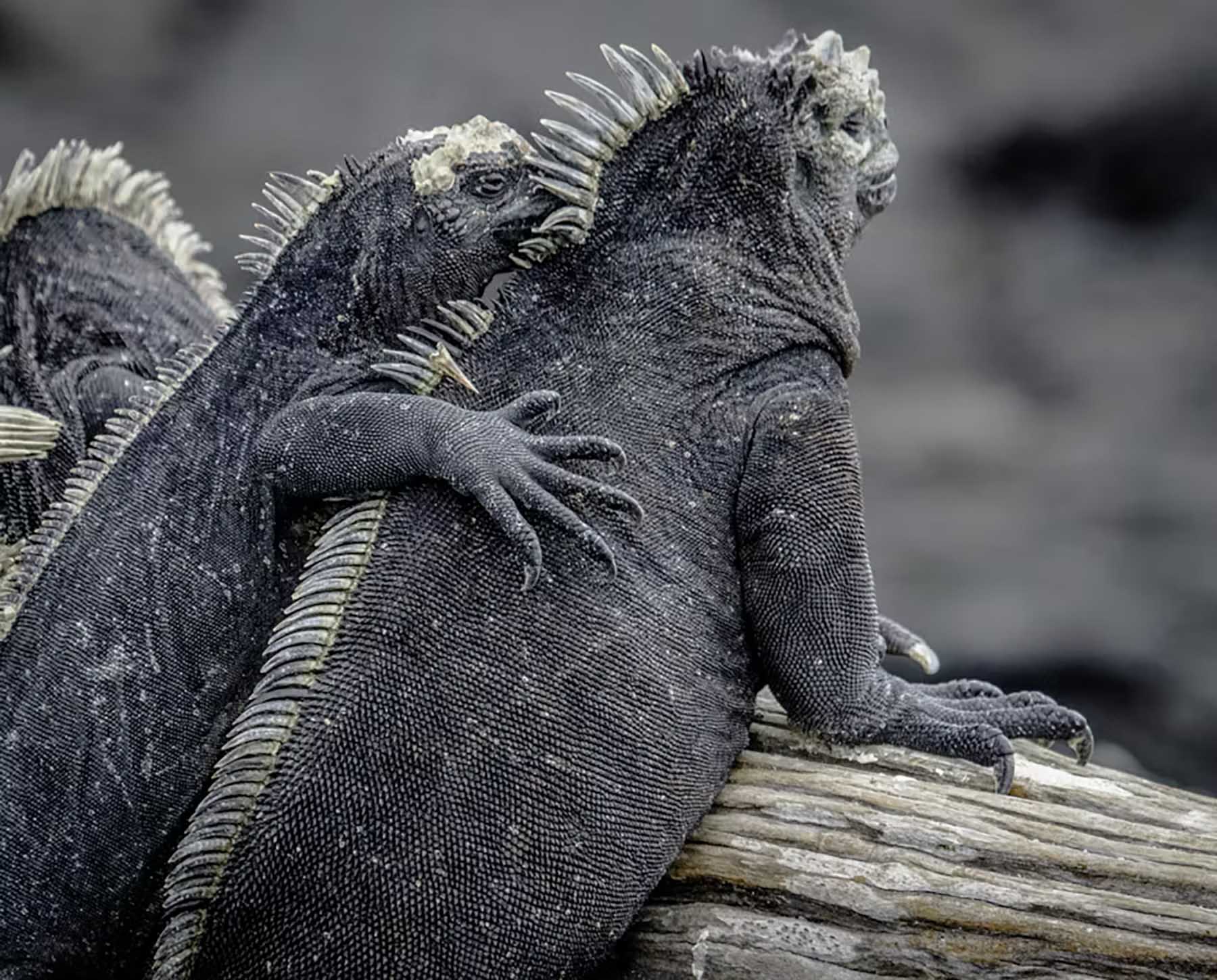 Two Galápagos marine iguanas hug on a rock