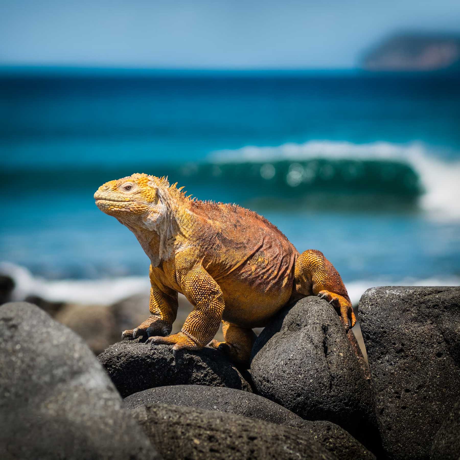 A land iguana basks on a rock in the Galápagos Islands
