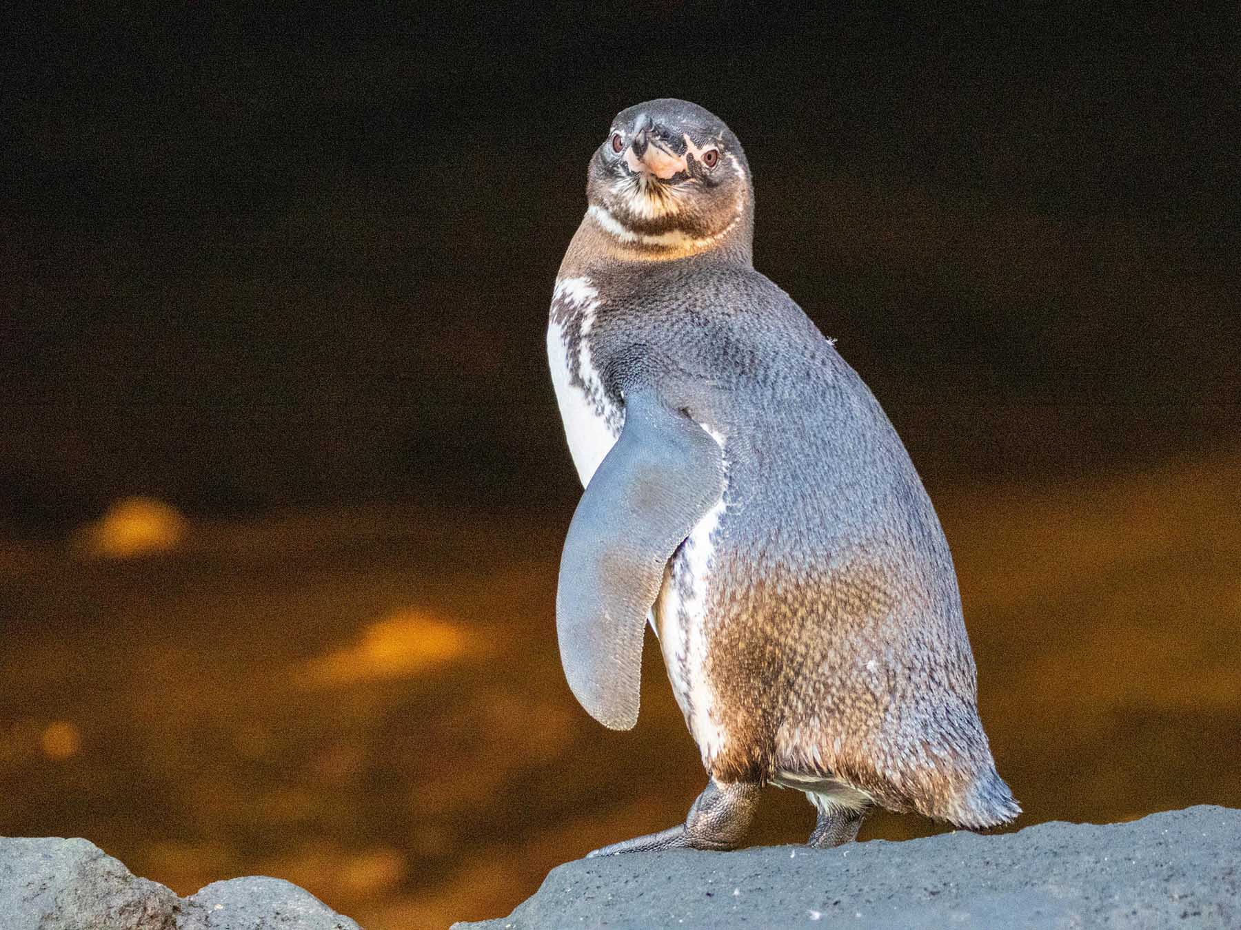 An adult Galápagos penguin, Spheniscus mendiculus, on the rocks in Urbina Bay, Galápagos Islands, Ecuador.