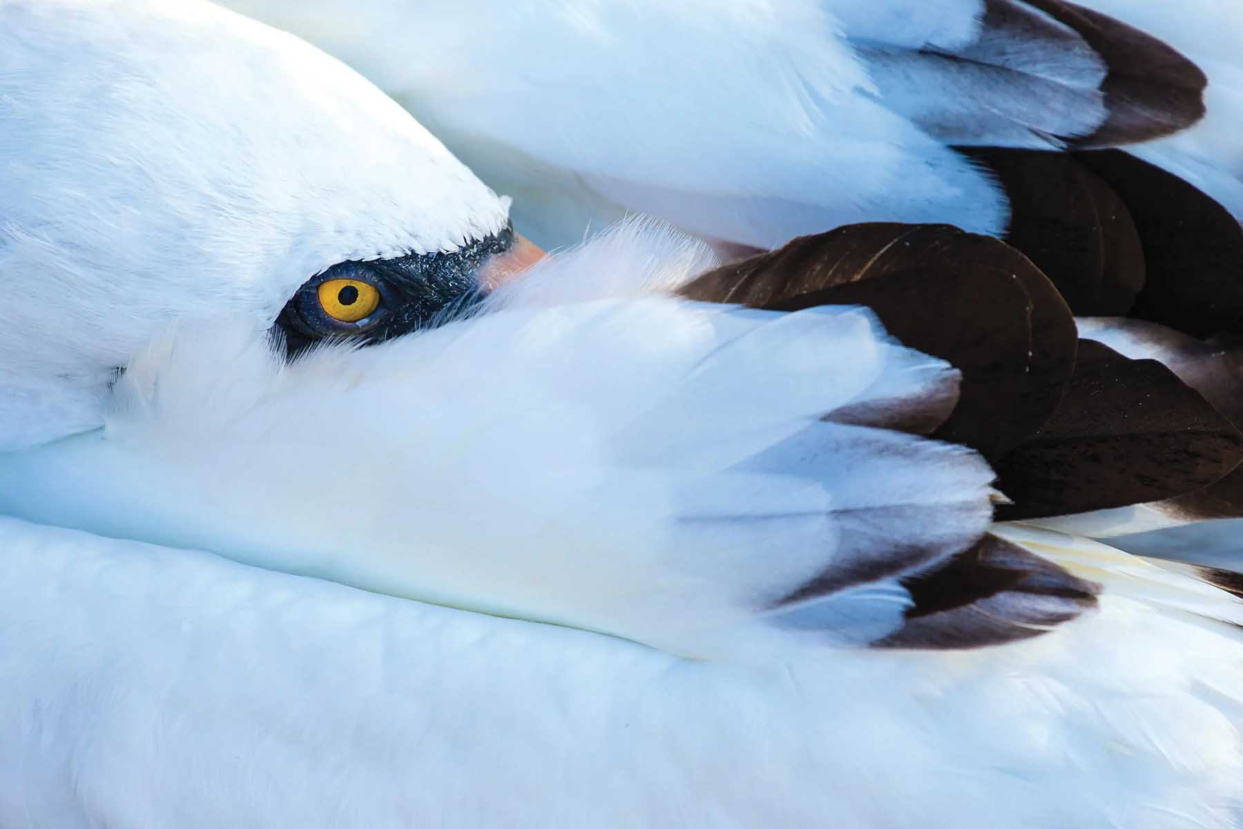 A bird hides its face under its wing in the Galápagos Islands