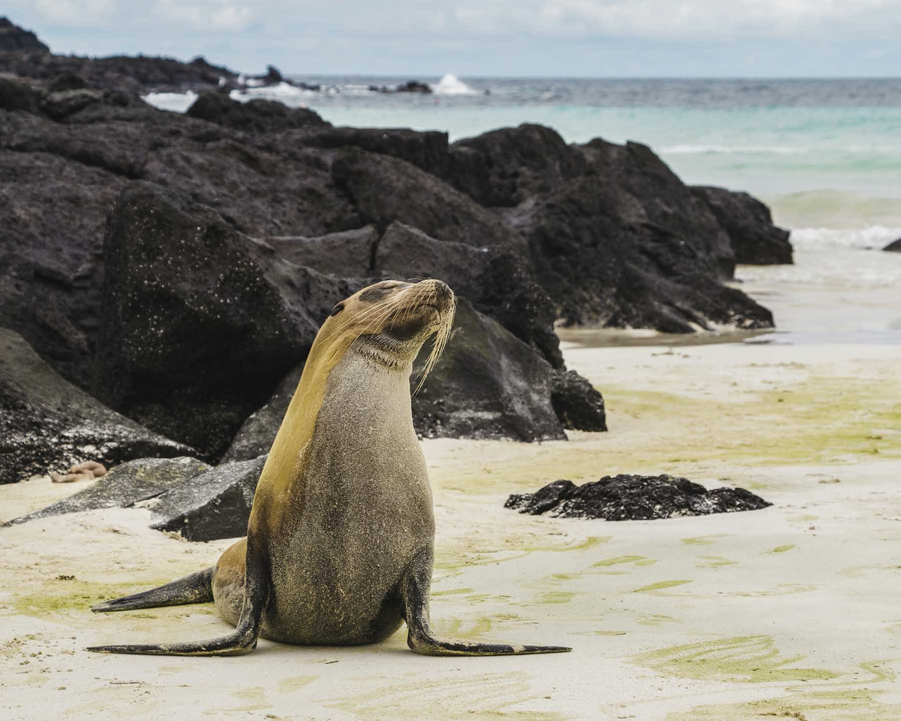 A sea lion sits proudly on a beach in the Galápagos Islands