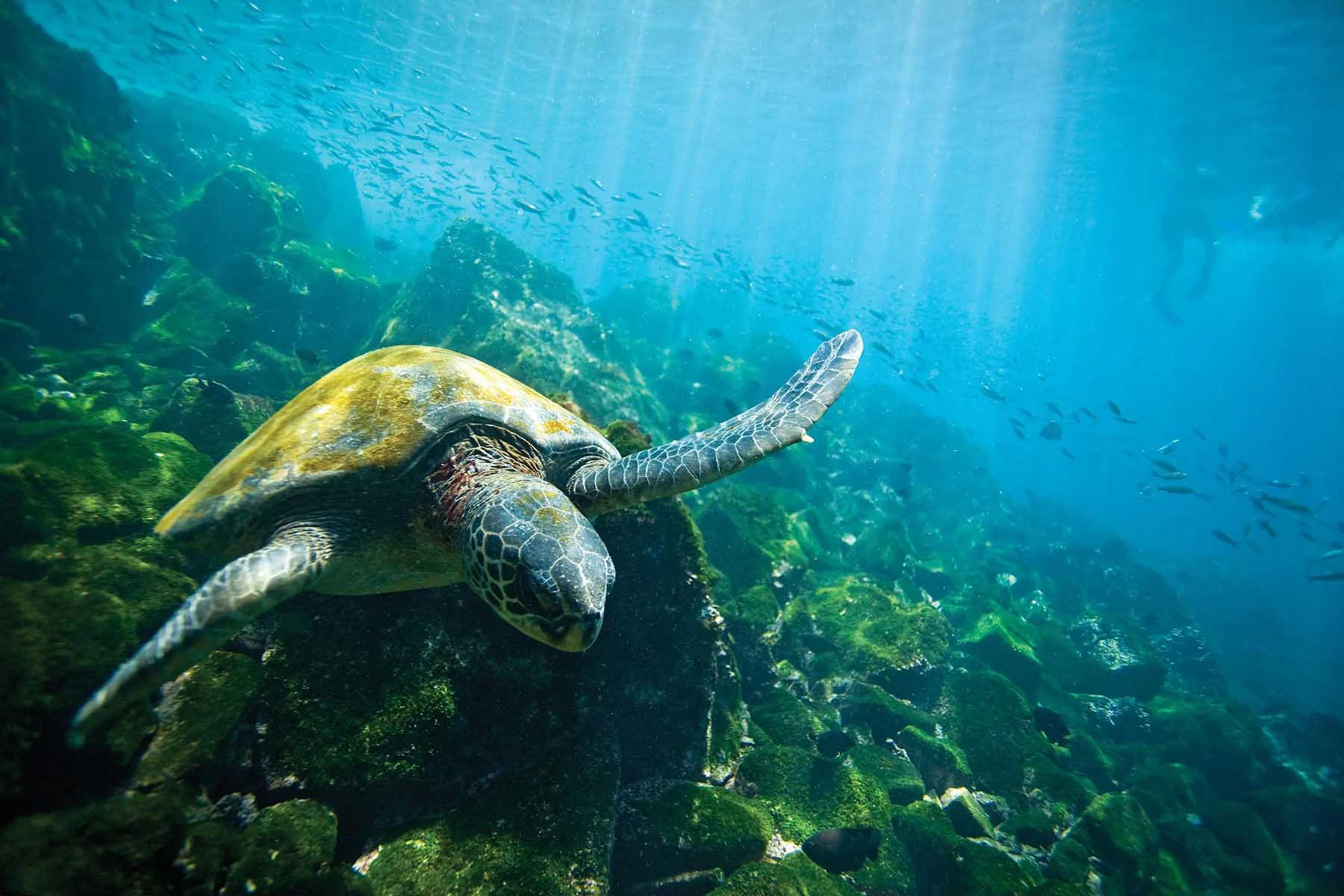 A green sea turtle swims underwater in the Galapagos