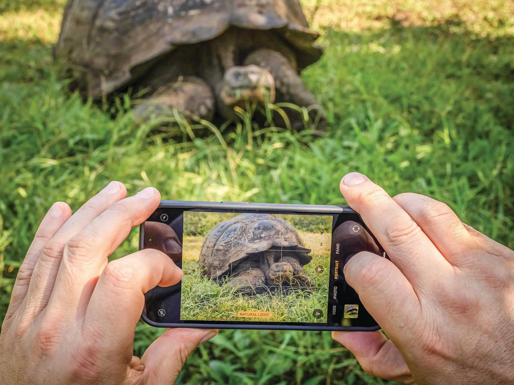 Hands take a smartphone photo of a giant tortoise in the Galápagos Islands