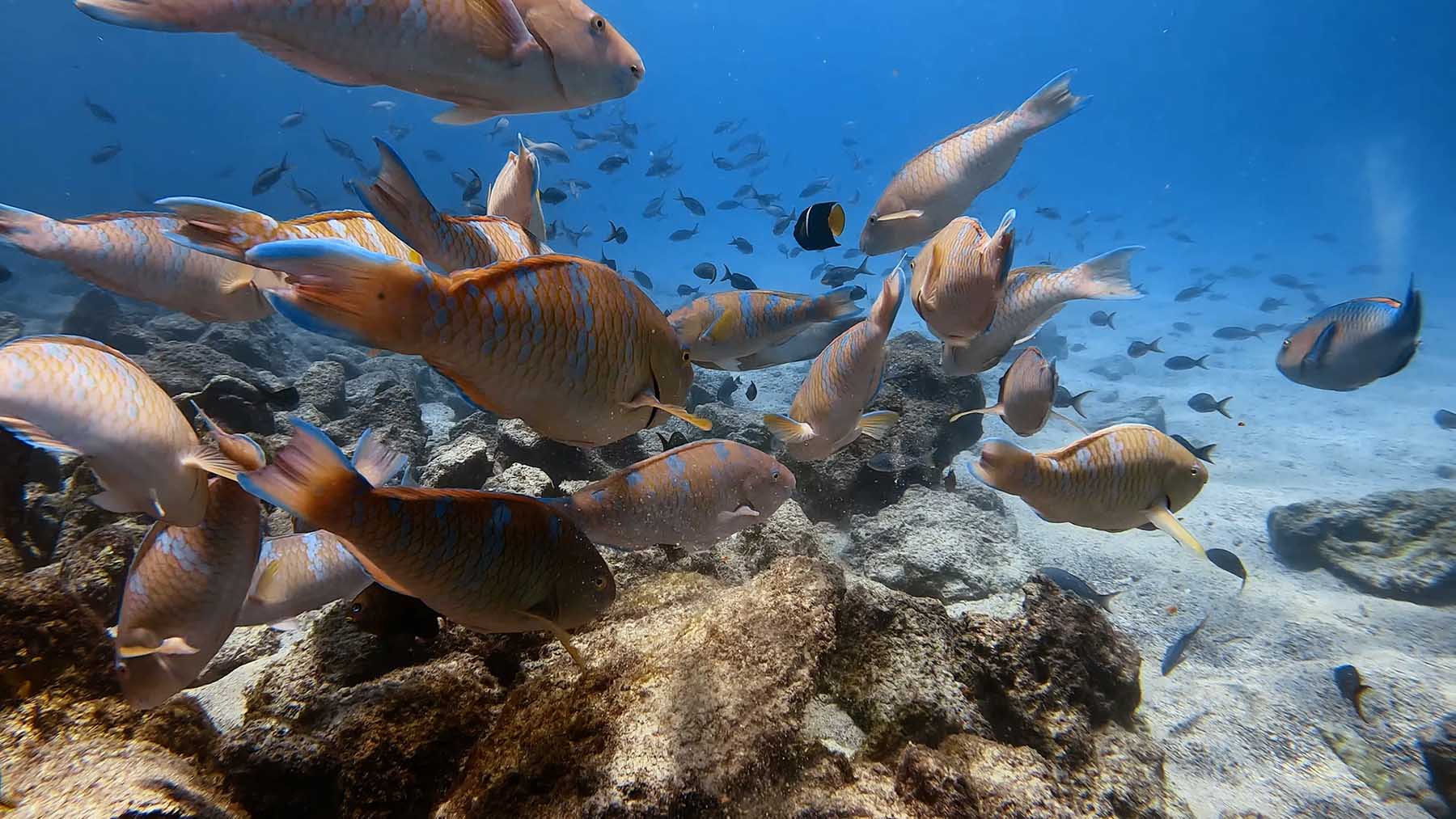 Tropical fish swim in the Galápagos Islands