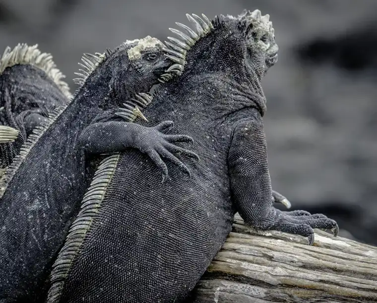 Two marine iguanas hug on a log in the Galápagos Islands