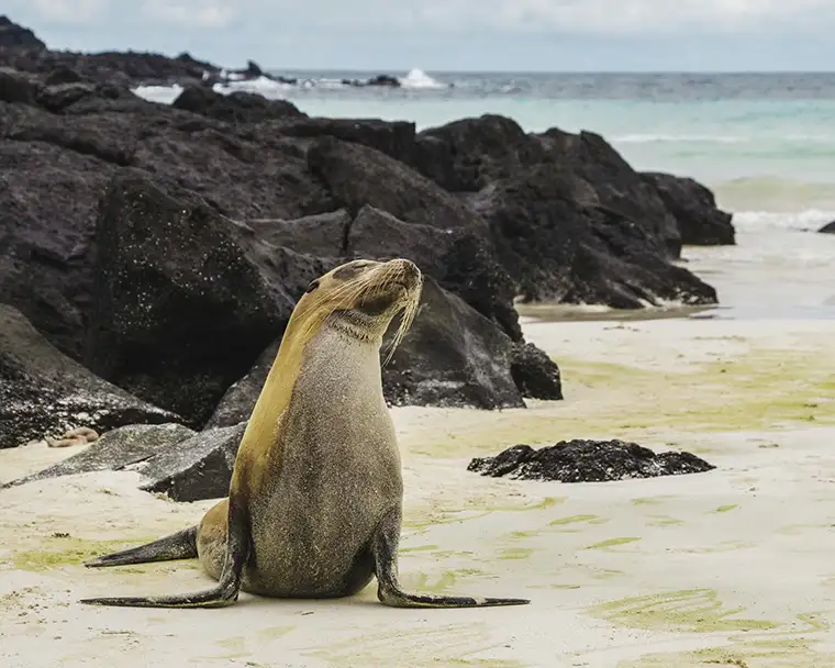 A sea lion sits on a beach in the Galápagos Islands