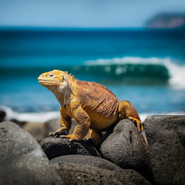 A land iguana basks on a rock in the Galápagos Islands