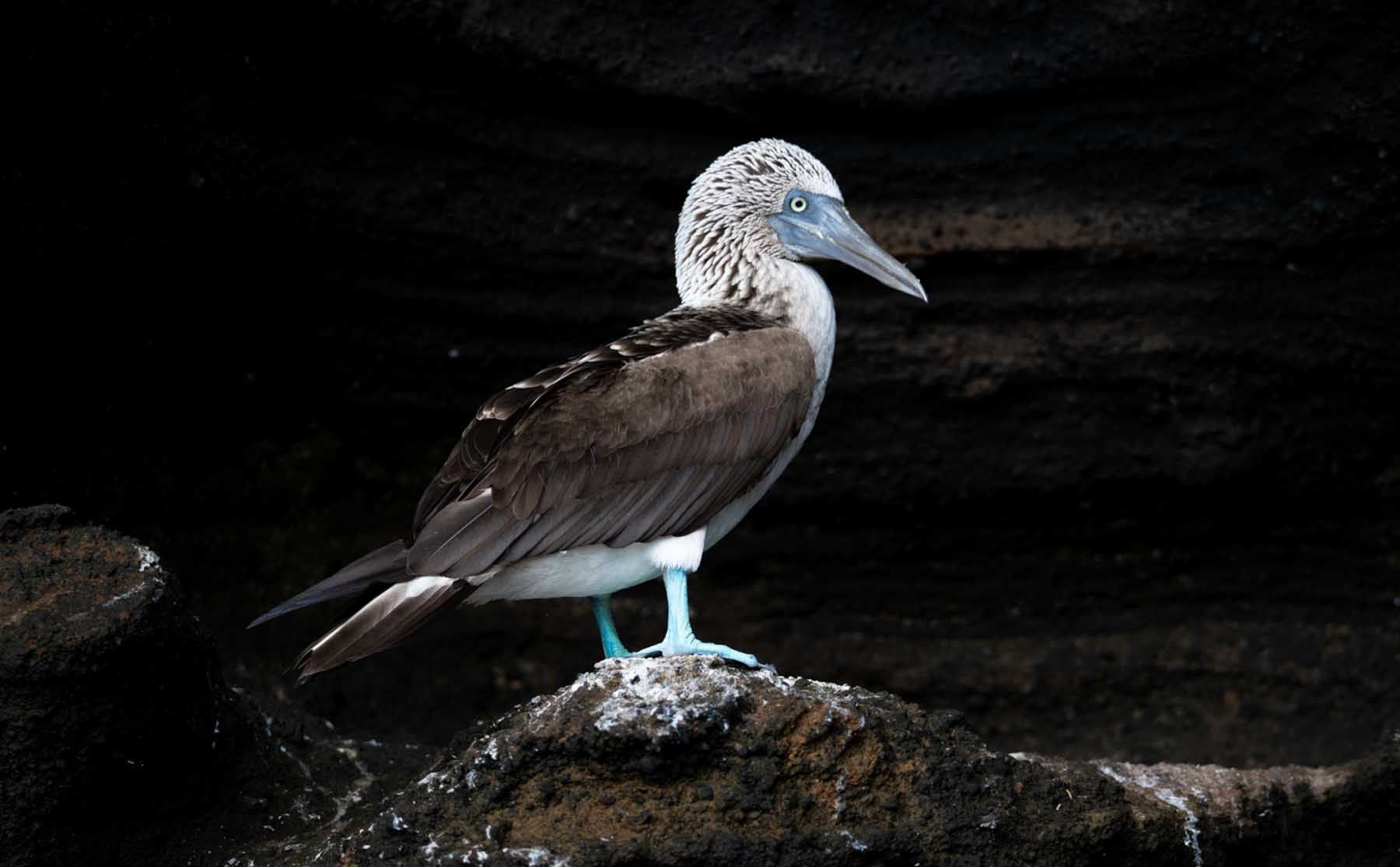 A blue-footed booby perched on a rock in the Galapagos Islands