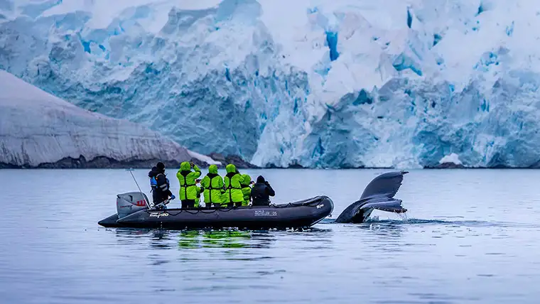 A zodiac in Antarctica with a whale tail very close