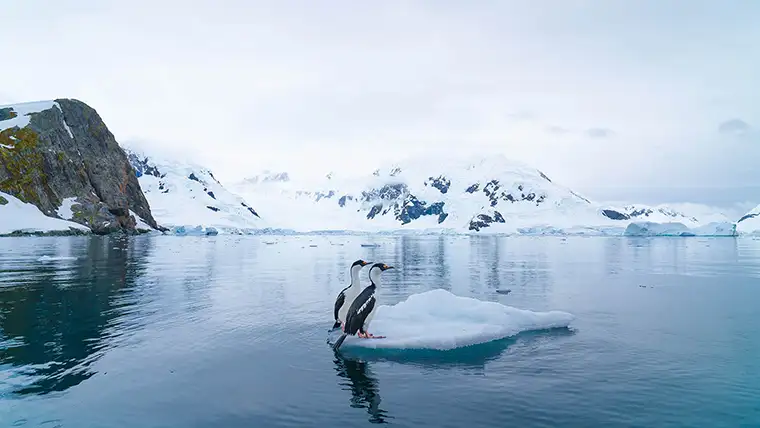 A pair of birds sit on a small iceberg in Antarctica