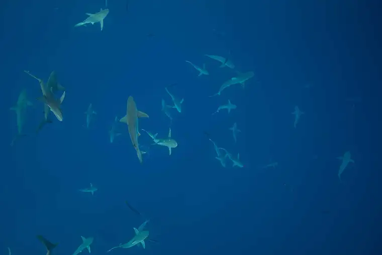Many sharks circling in deep blue water