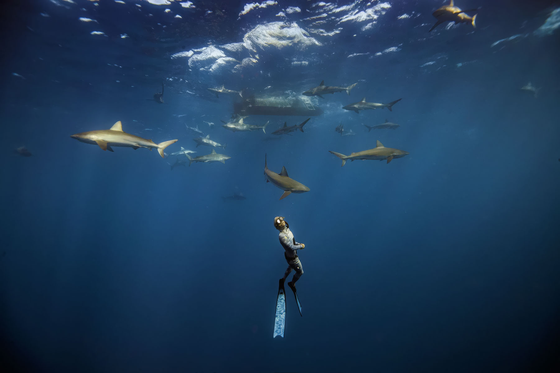 A free diver swims near a boat, surrounded by sharks