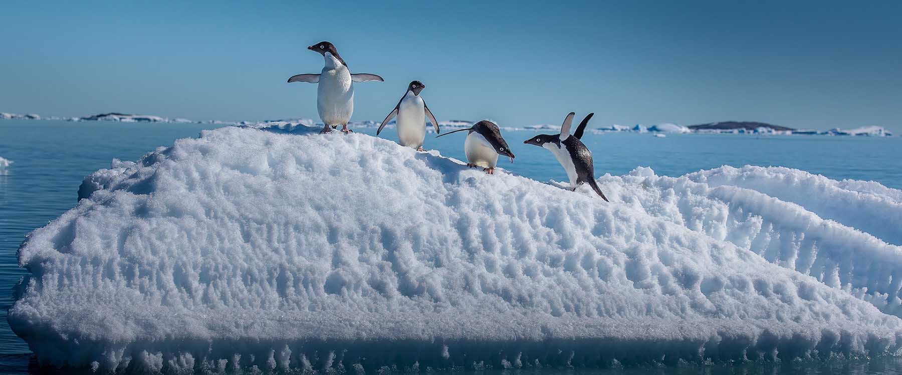 A colony of penguins gathered on an ice hill in Antarctica
