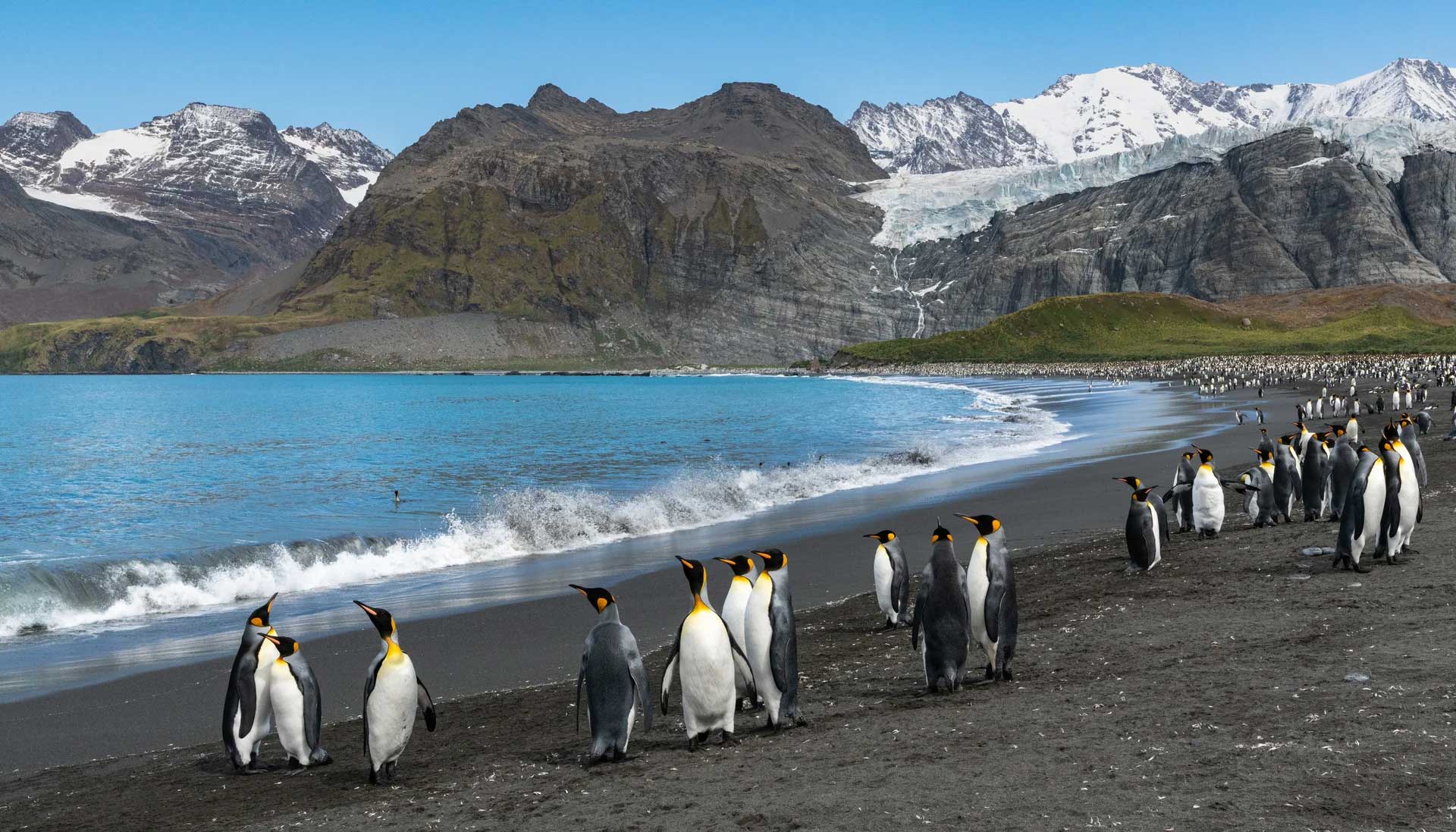 Emperor penguins on a black beach in Antarctica