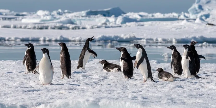 Penguins huddle on a snowy coast in Antarctica