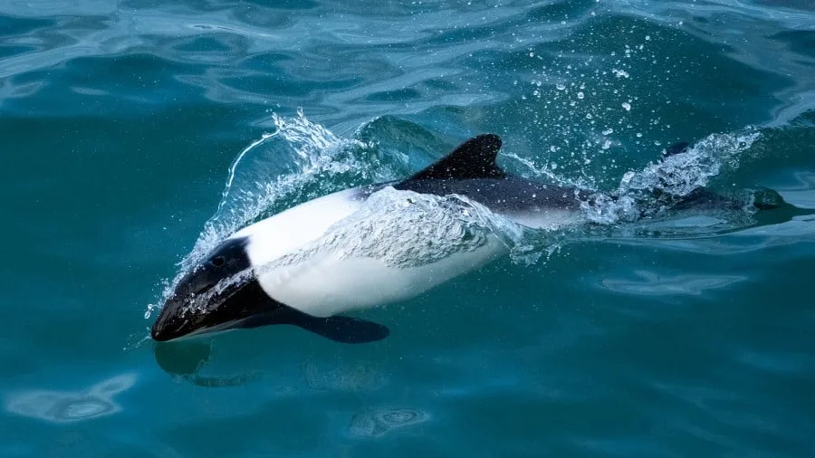 Sealife surfaces on blue water