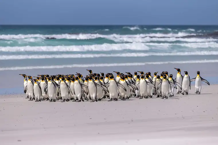 A colony of penguins walk along a beach in the Falkland Islands