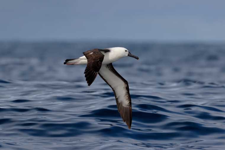 An albatross flies over the calm waters of the South Atlantic Ocean