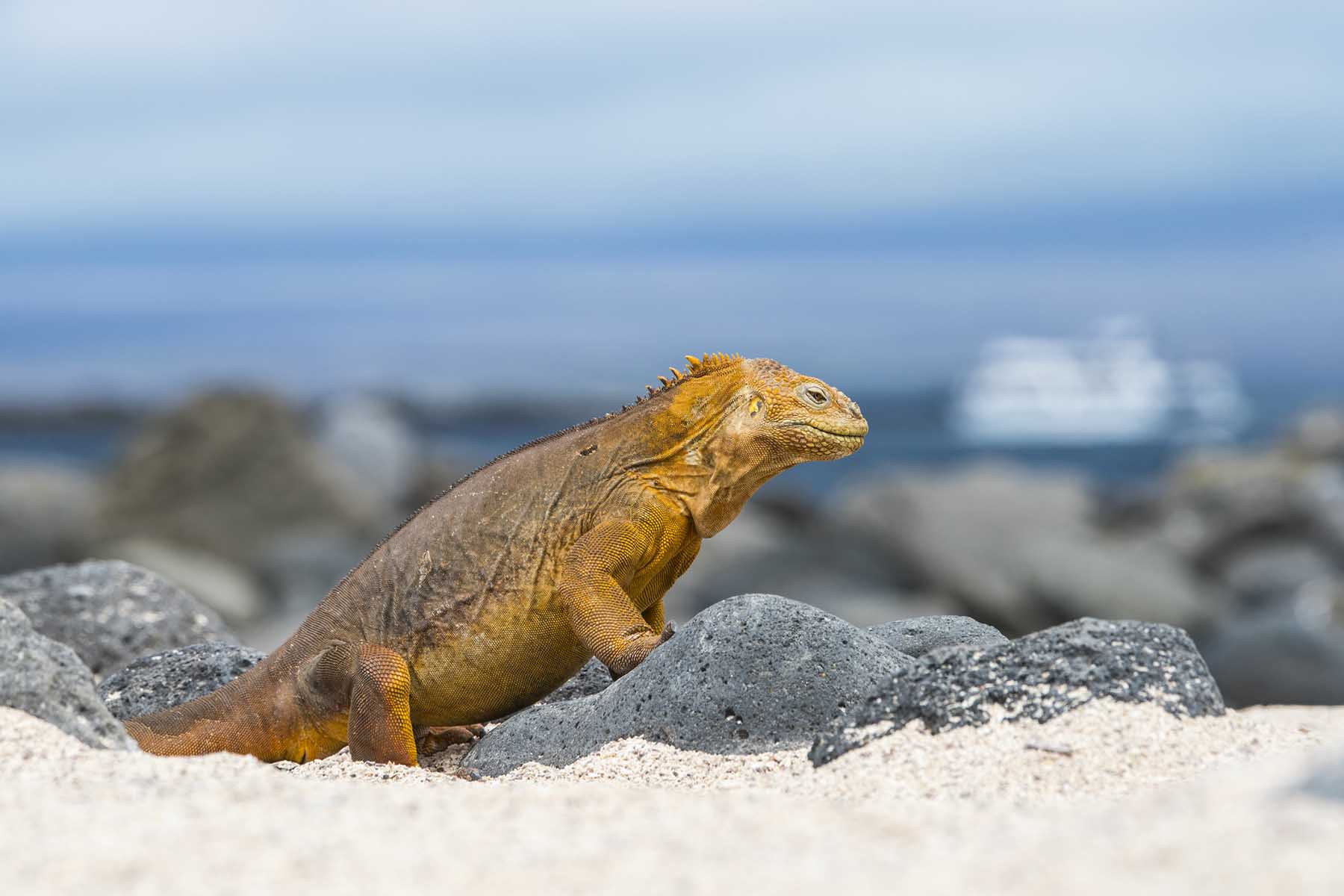 A Galápagos land iguana basks in the sun on volcanic rock