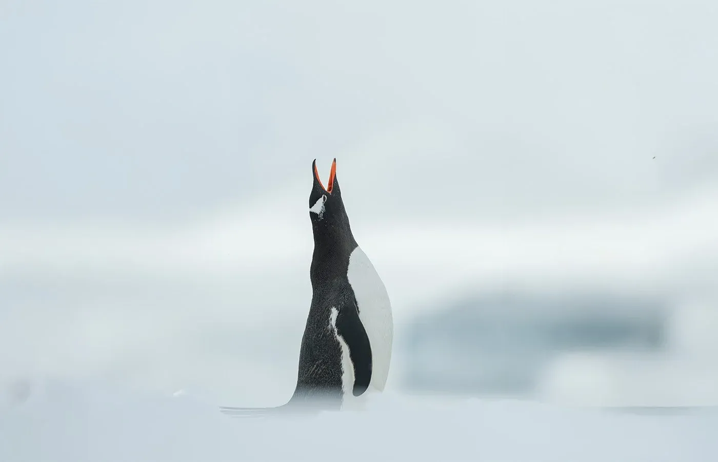 A penguin looks skyward on the Antarctic Peninsula