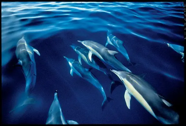 Swimming with dolphins excursion in the lagoons of French Polynesia