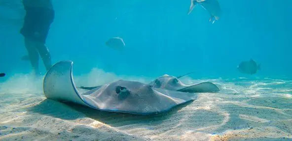 Stingray encounter excursion in the shallow lagoons of French Polynesia