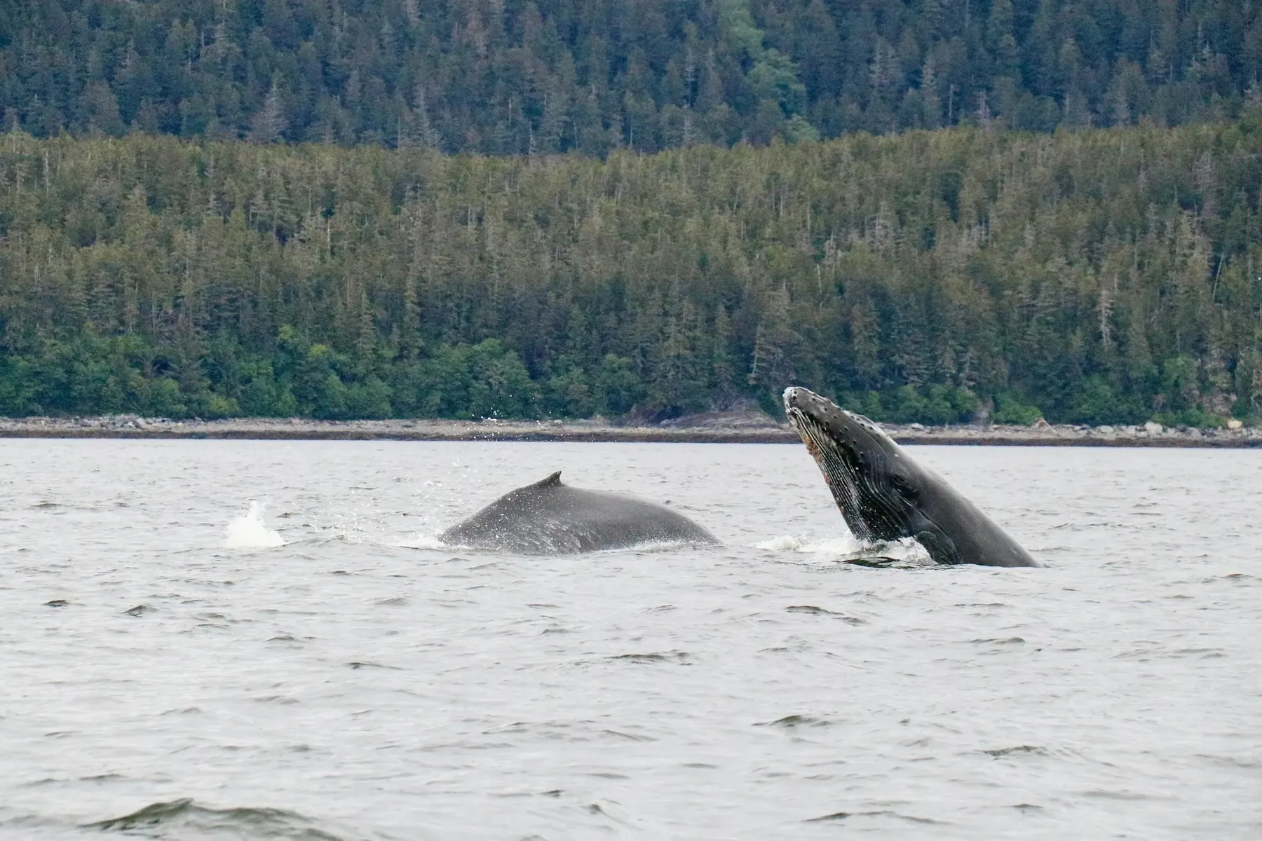 Whales breach off an Alaskan shoreline