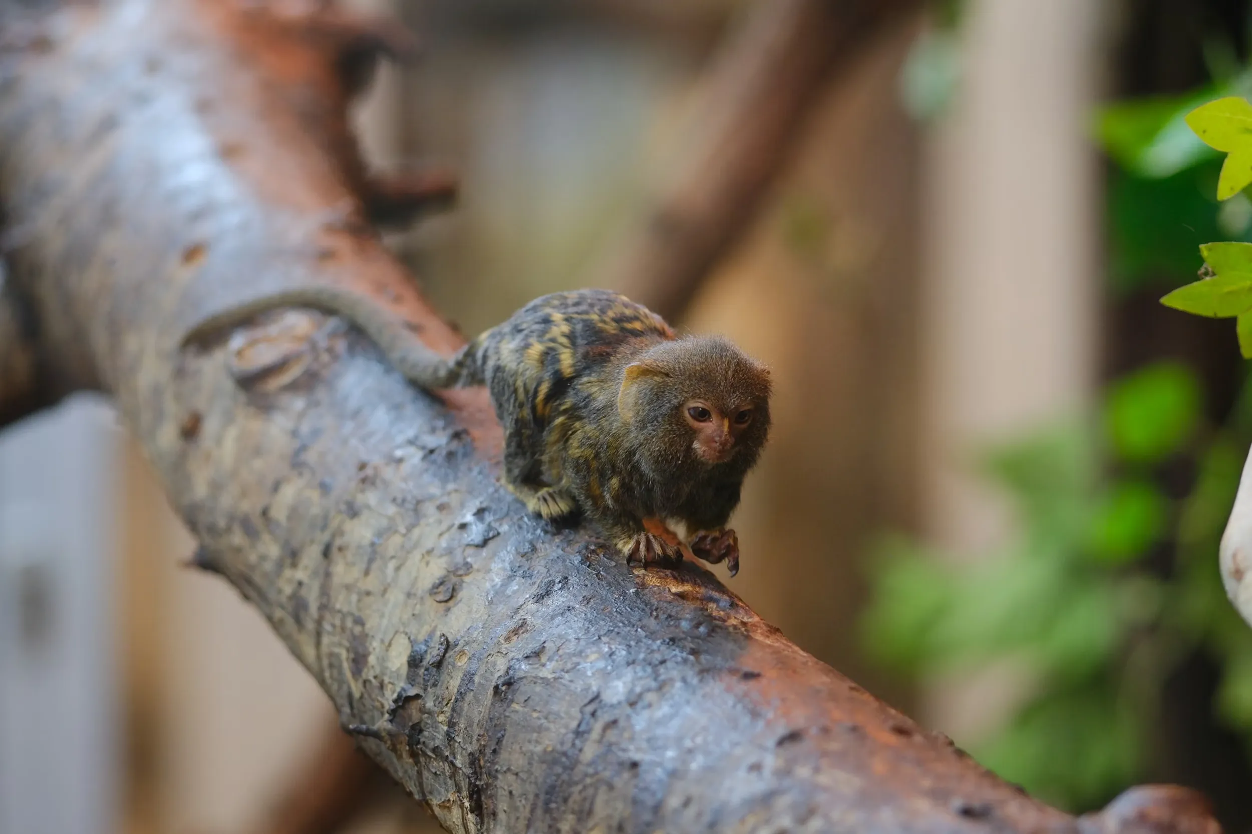 A pygmy marmoset walks across a tree branch