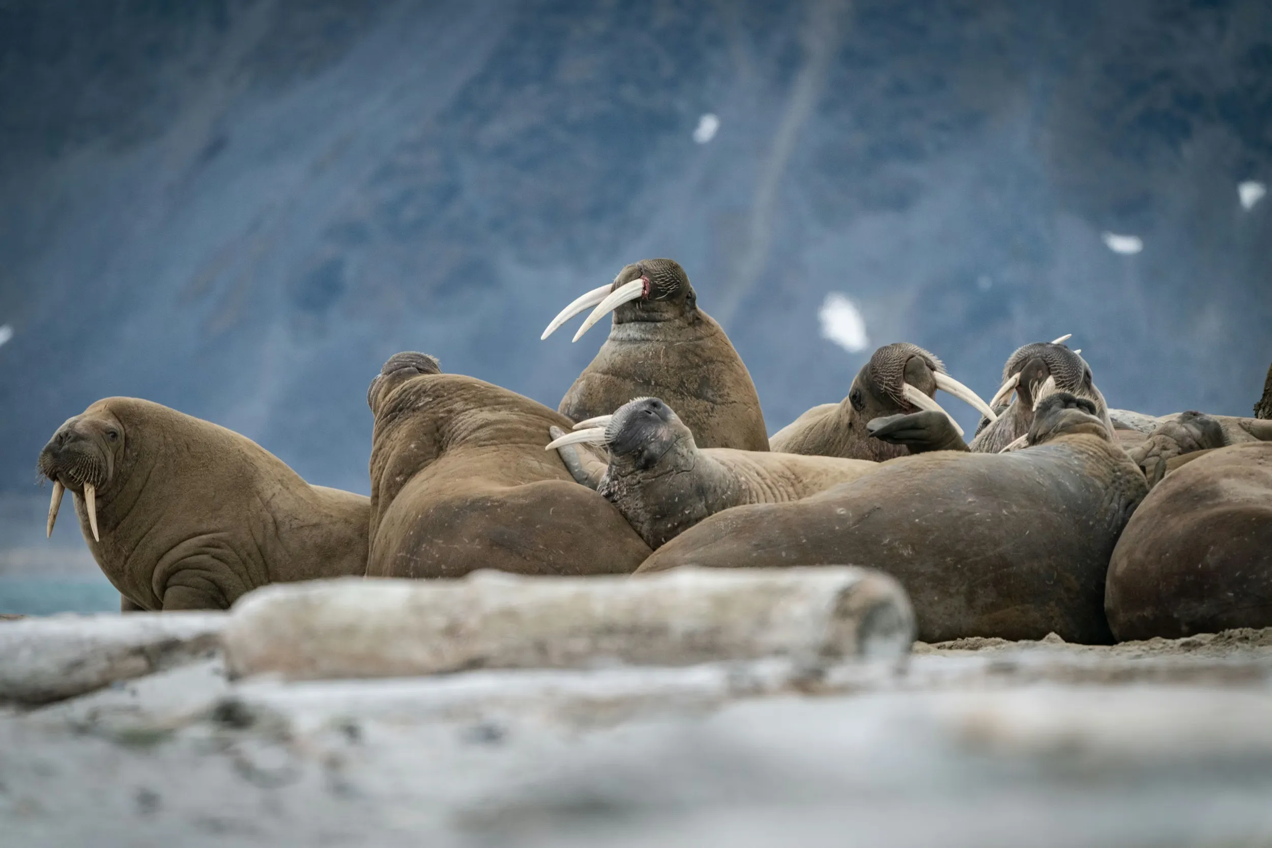 Walrus bask on a snowy surface