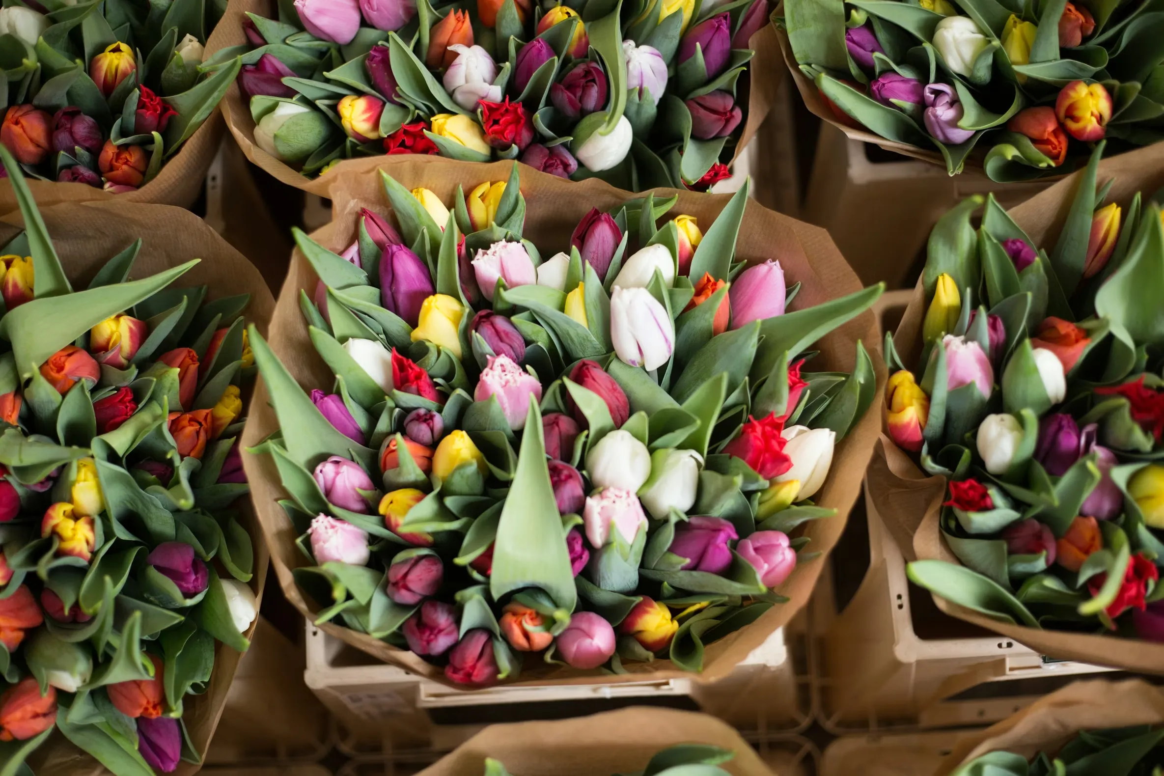 Bags of tulips