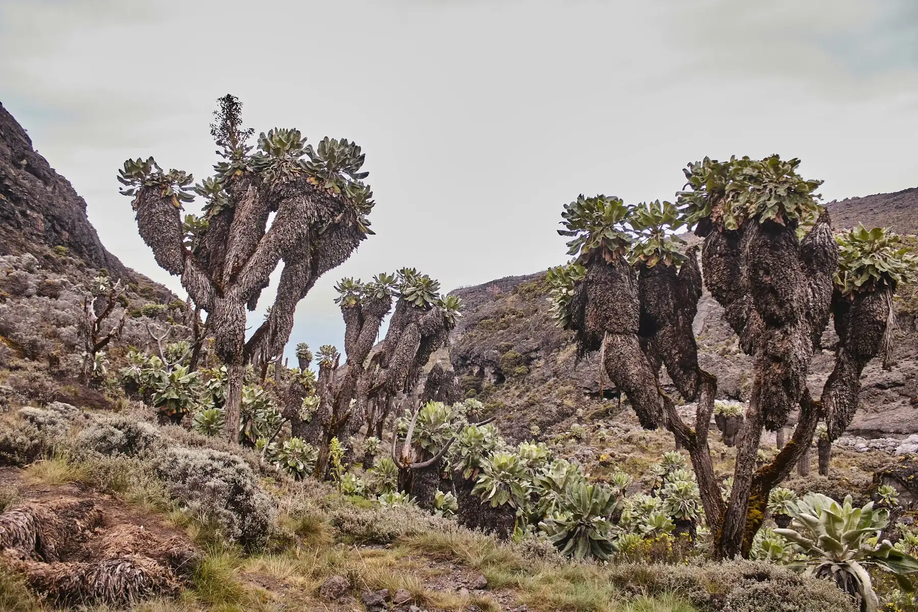 Trees and rocks on Kilimanjaro