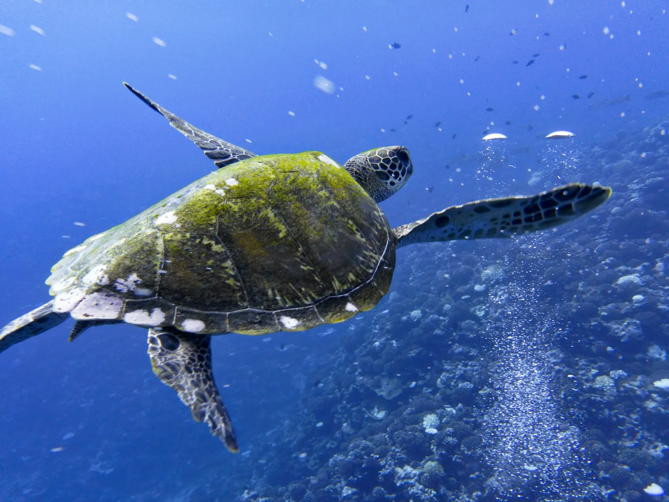 A green sea turtle swims through blue water