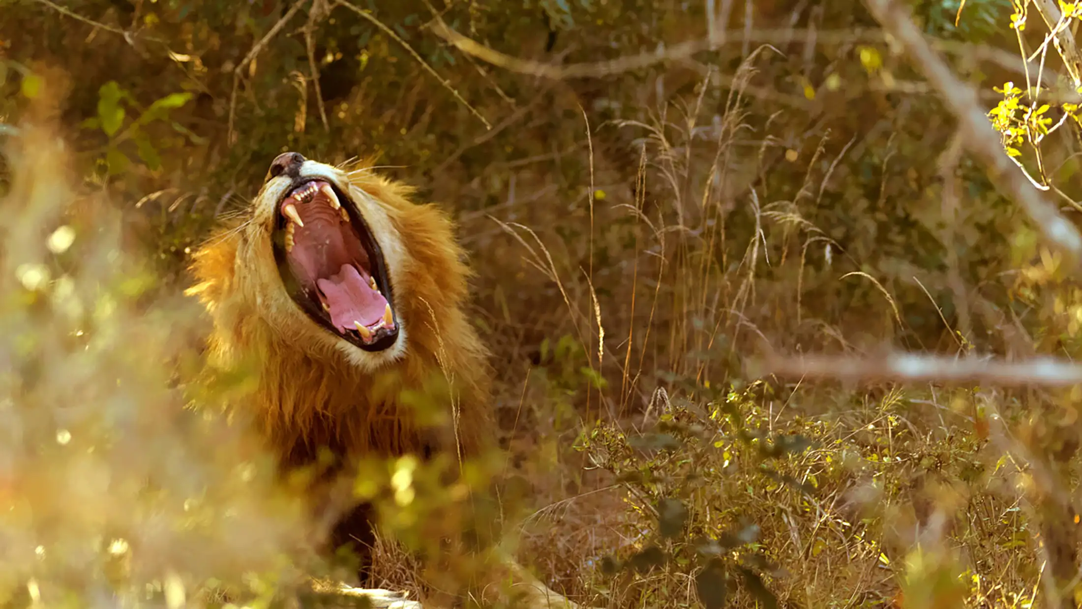A male lion roars
